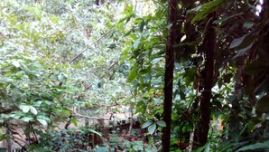 A narrow, winding pathway through a lush garden with dense foliage and trees. - River edge Bungalow (Rattota)