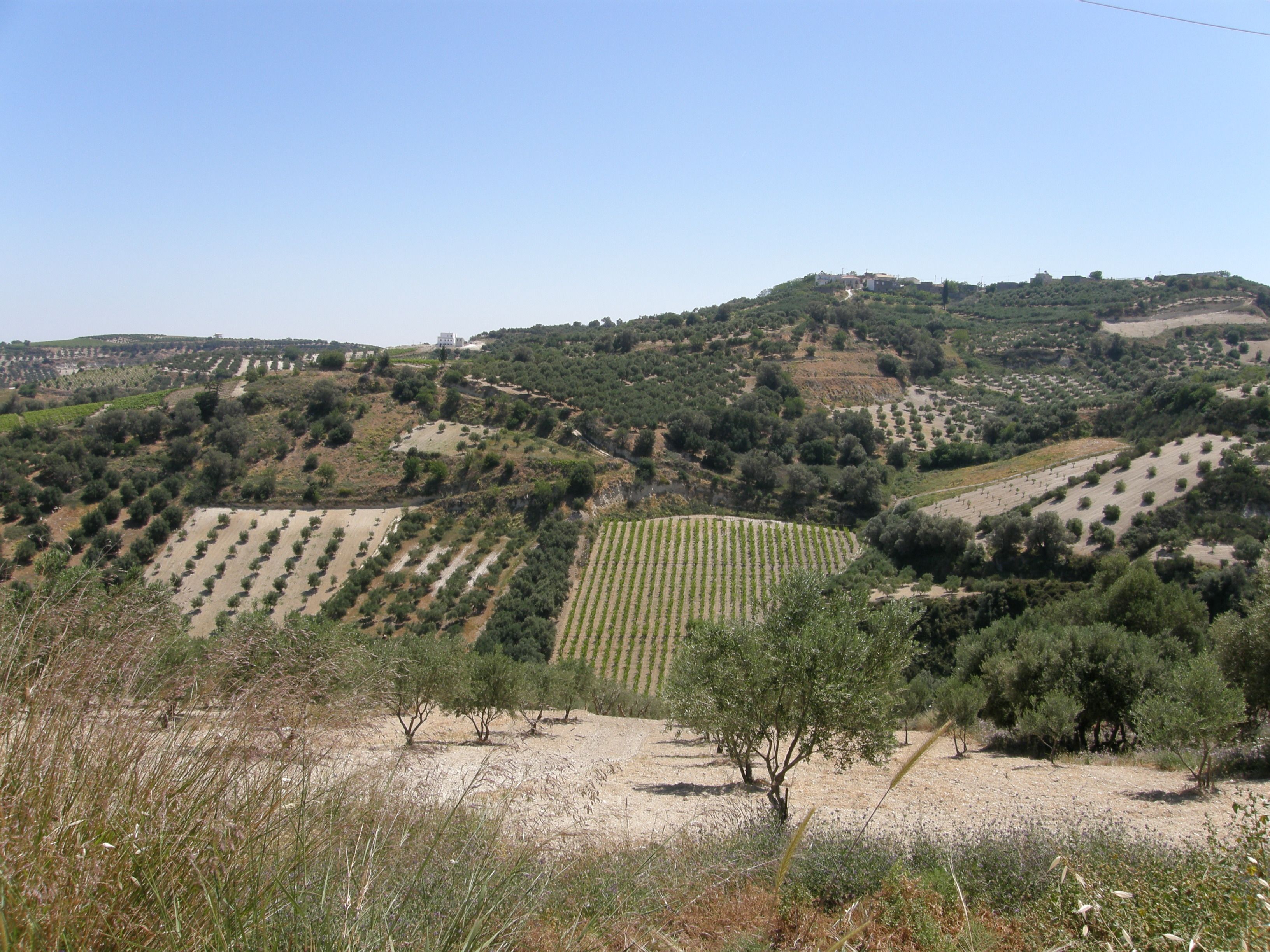 A vineyard with rows of grapevines on a hillside.