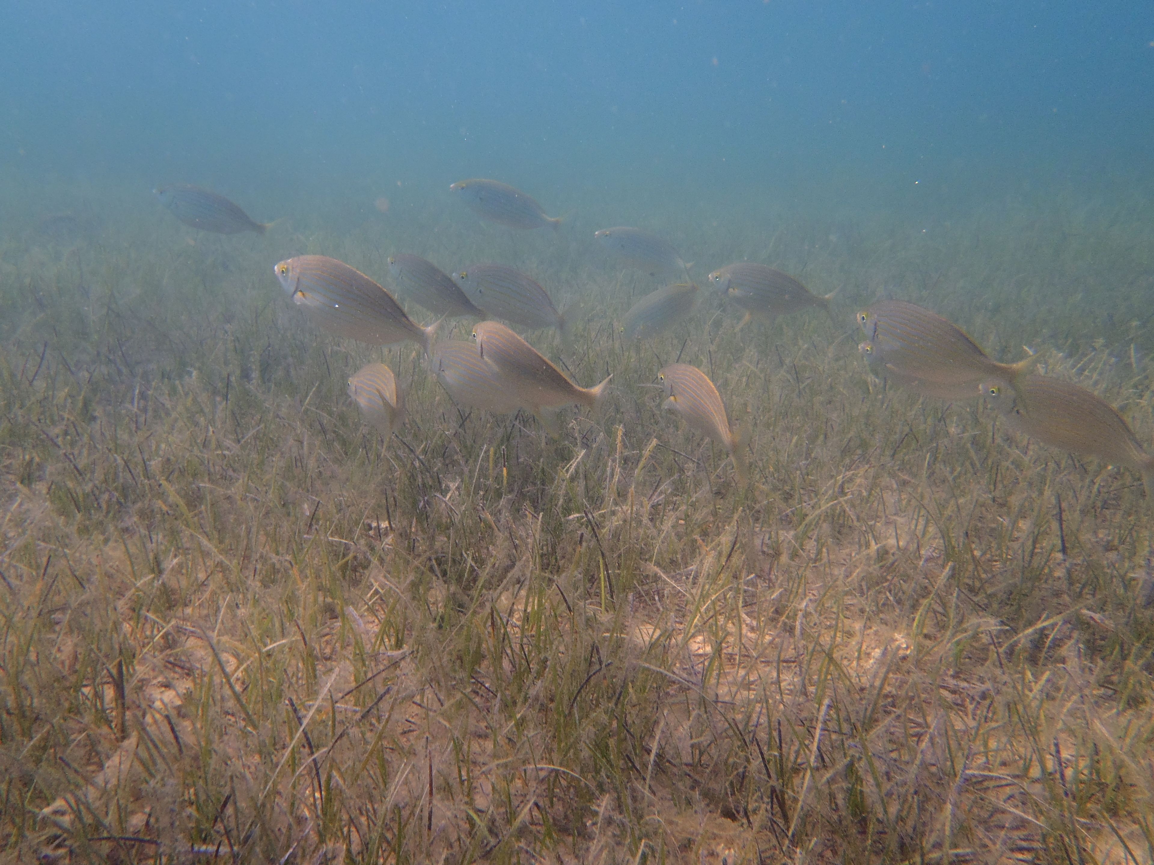 Een groep vissen zwemt in een heldere onderwateromgeving met zichtbaar waterplanten.