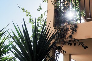 Un edificio con un balcón cubierto de plantas trepadoras y el sol brillando entre el follaje.