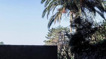 A stone wall and a palm tree.
