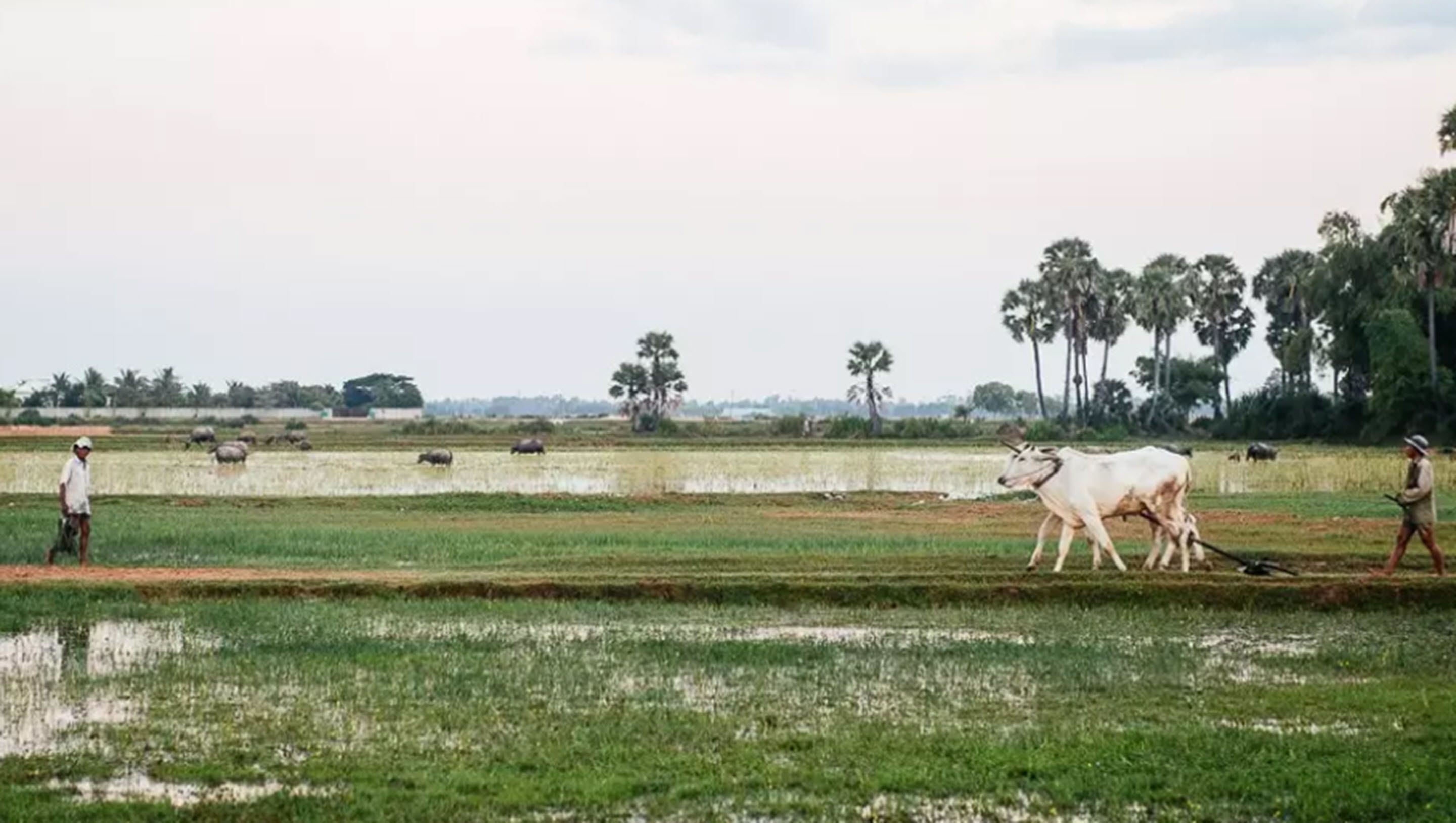 Photo - Real Homestay