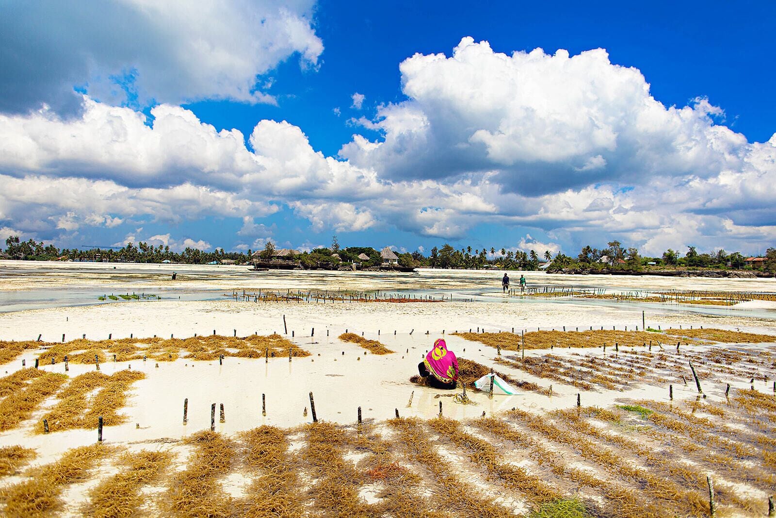 Foto - The Island - Pongwe Lodge