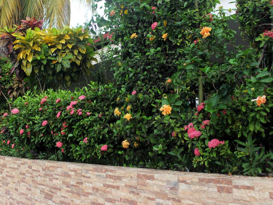 A garden with a brick wall, various flowering plants, and a palm tree.