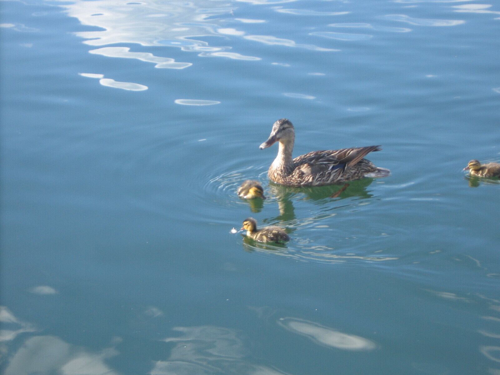 A duck swimming in a body of water.