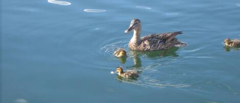 A duck swimming in a body of water.