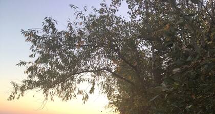 Experience Tranquility at Dunedin Cottage:The Perfect Retreat in Harbor Country!