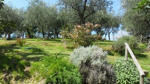 A garden with various plants and trees, a wooden fence, and a clear blue sky. - Characteristic tuscan rustic (Camaiore)