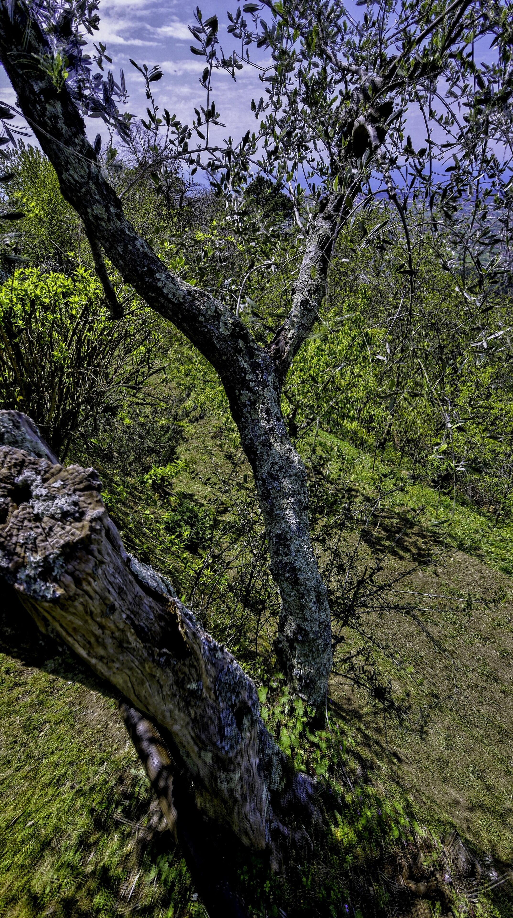 A tree with a thick trunk and sparse foliage, surrounded by dense greenery and a clear sky.
