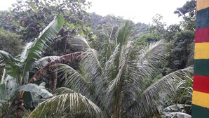 View from property - Nature in portland (Port Antonio)