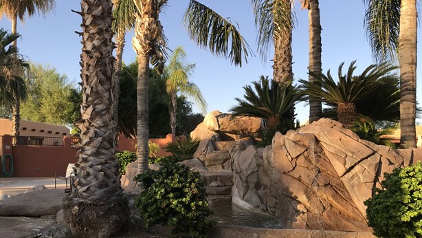 A landscaped area with palm trees, rocks, and a small water feature.