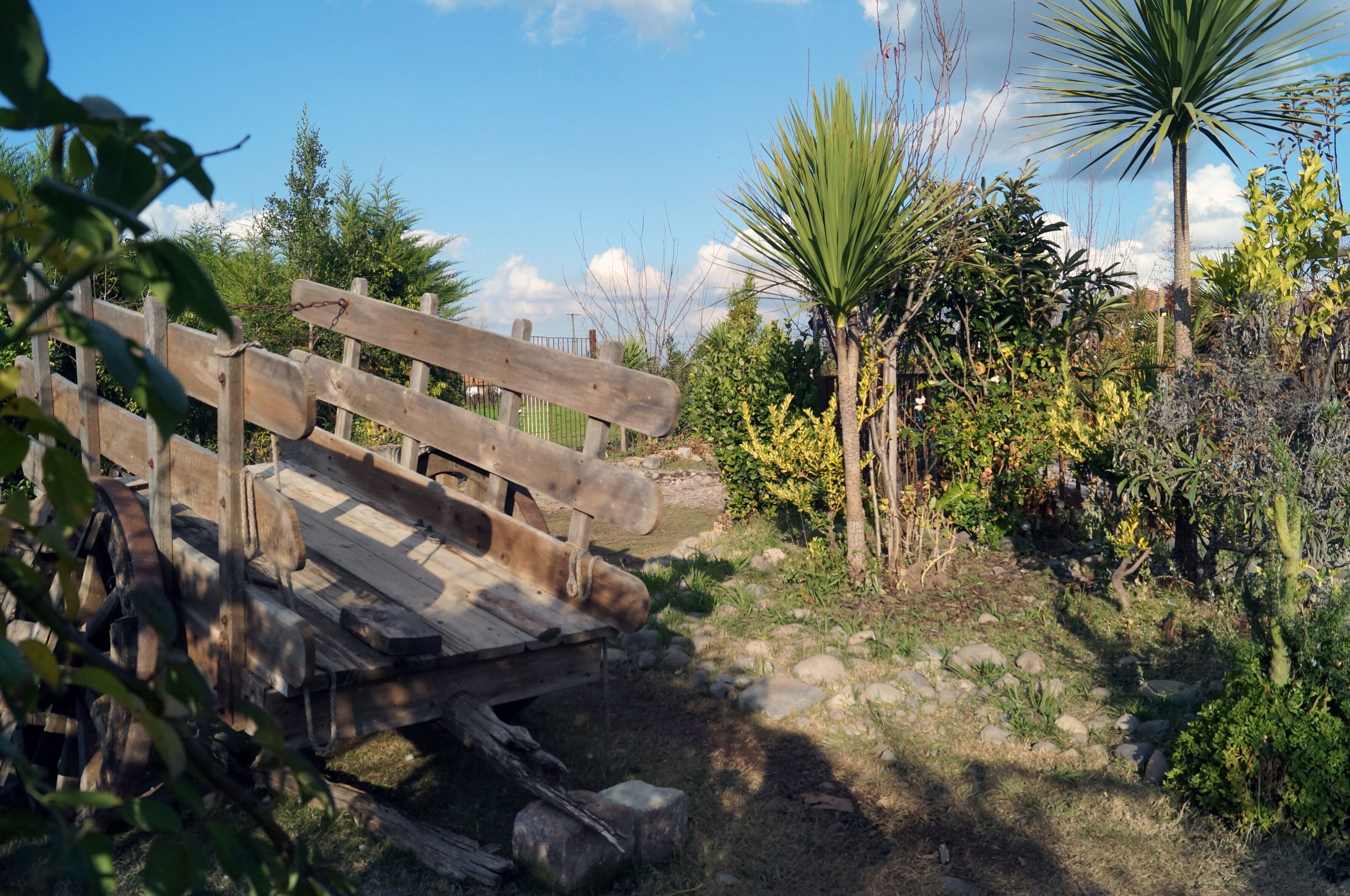 A rustic wooden bench in a garden with various plants and a palm tree.
