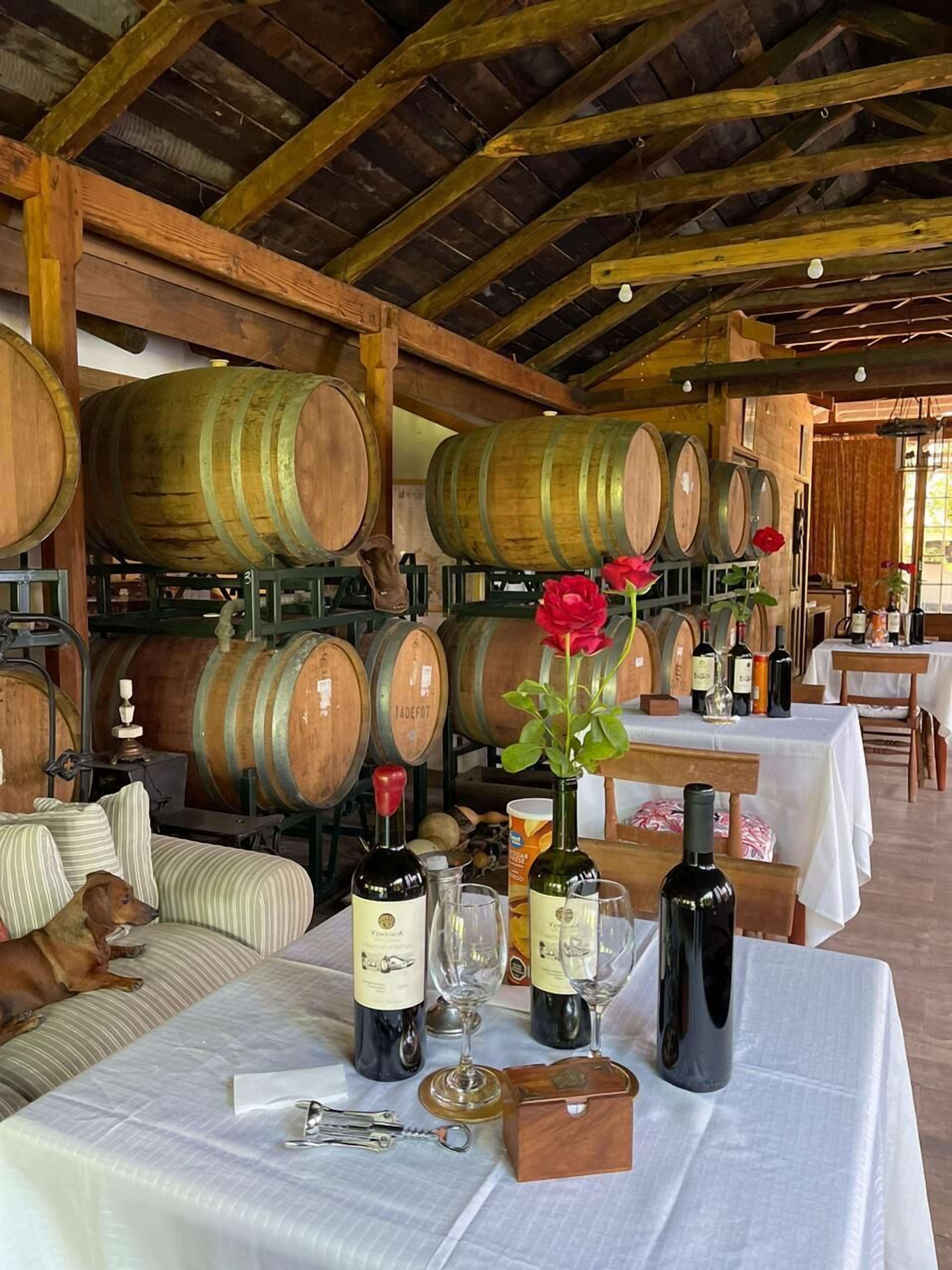 A rustic cellar with wooden barrels, a dining table with wine bottles, glasses, and a dog on a striped sofa.