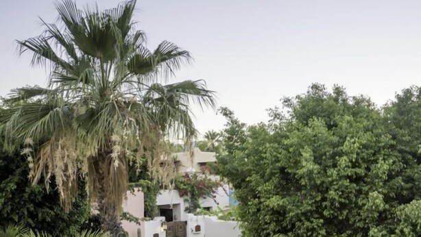 Une cour intérieure agrémentée d’un palmier, de divers arbustes et d’un bâtiment blanc doté d’une porte.