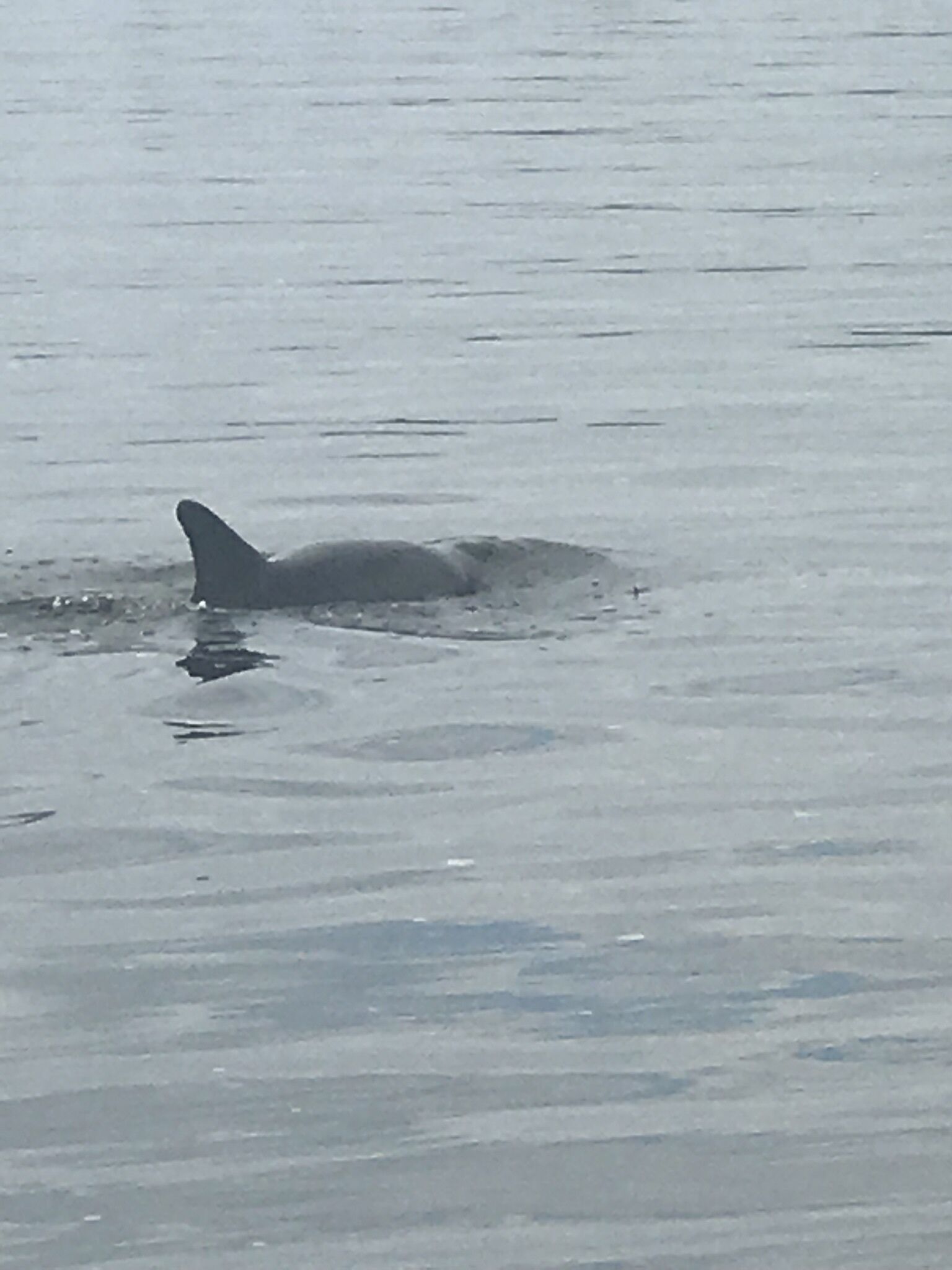 Dolphin Watching!