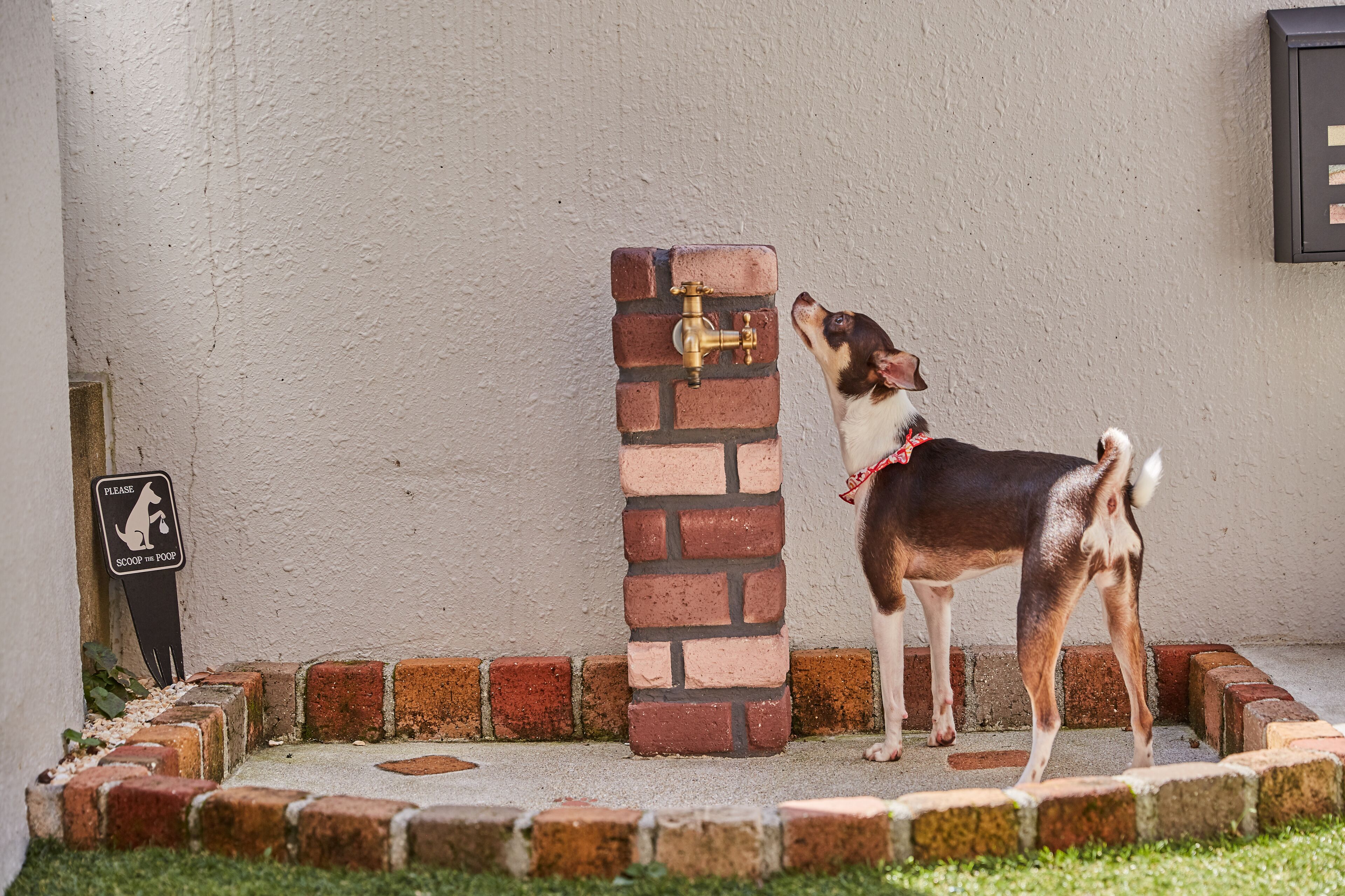 A dog standing next to a brick pillar with a brass faucet.