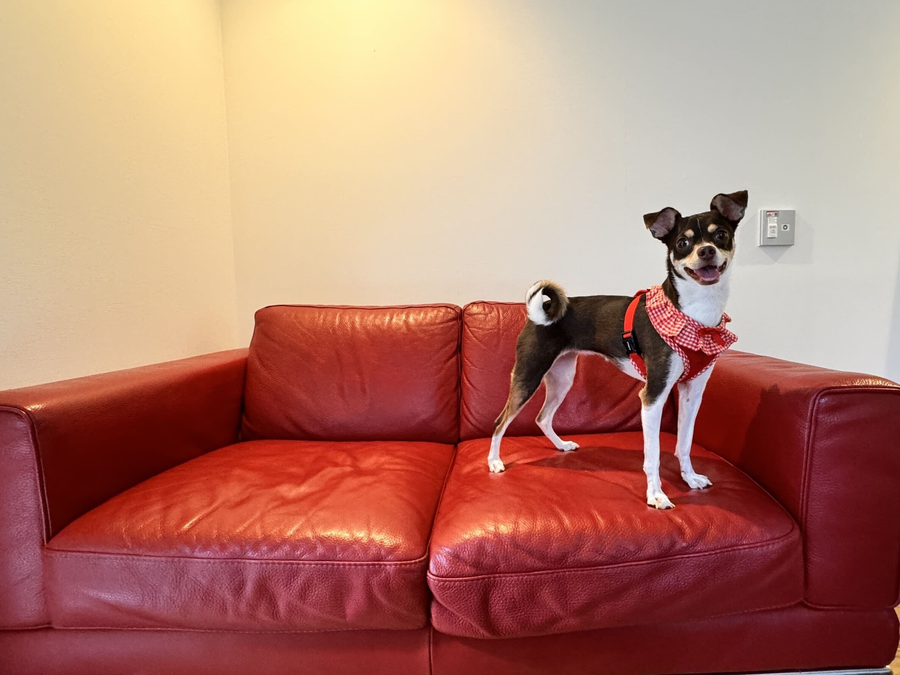En hund står på en rød lædersofa i et rum med hvide vægge.