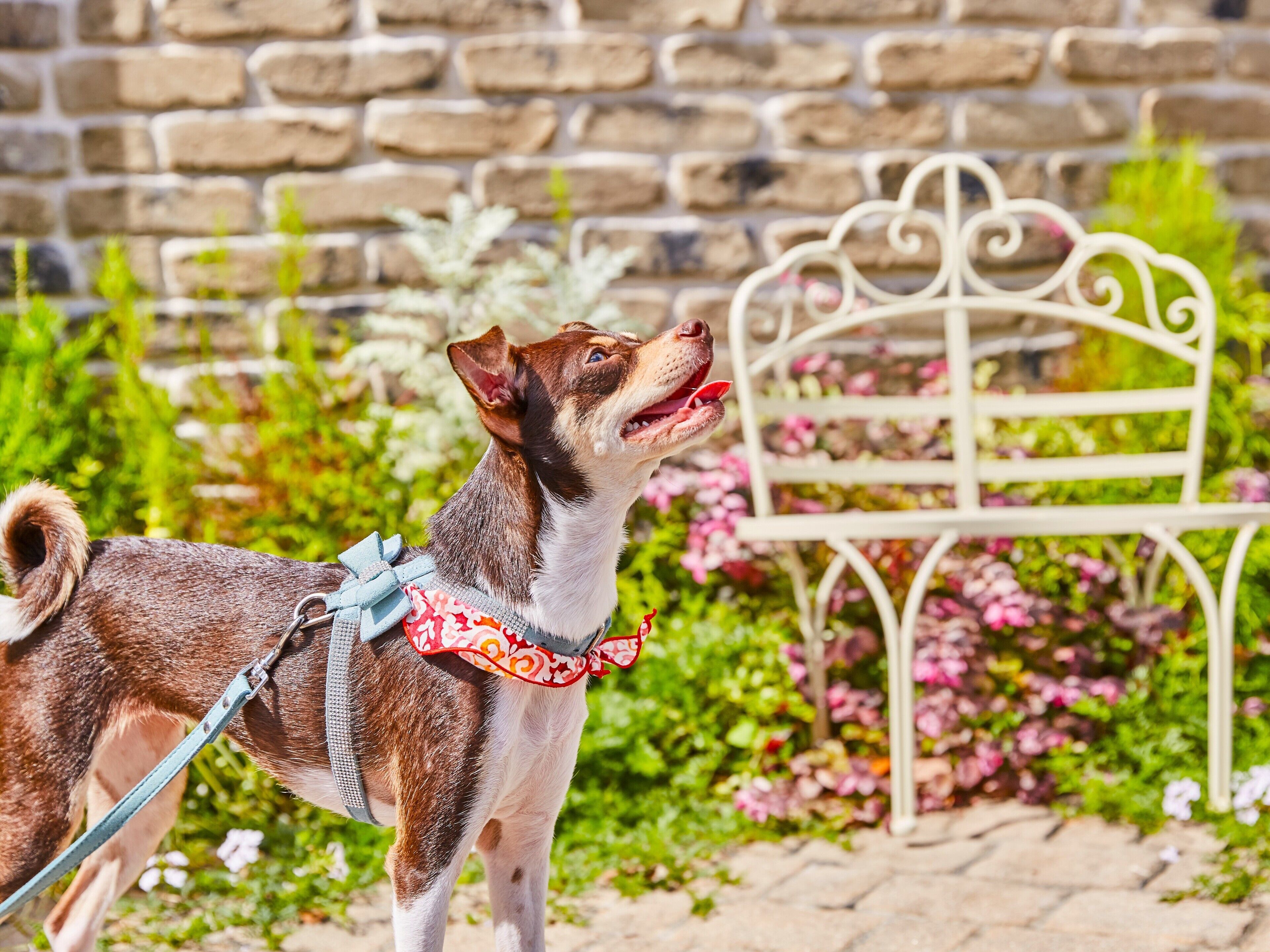 A dog on a leash in a garden with a stone wall and a white metal bench.