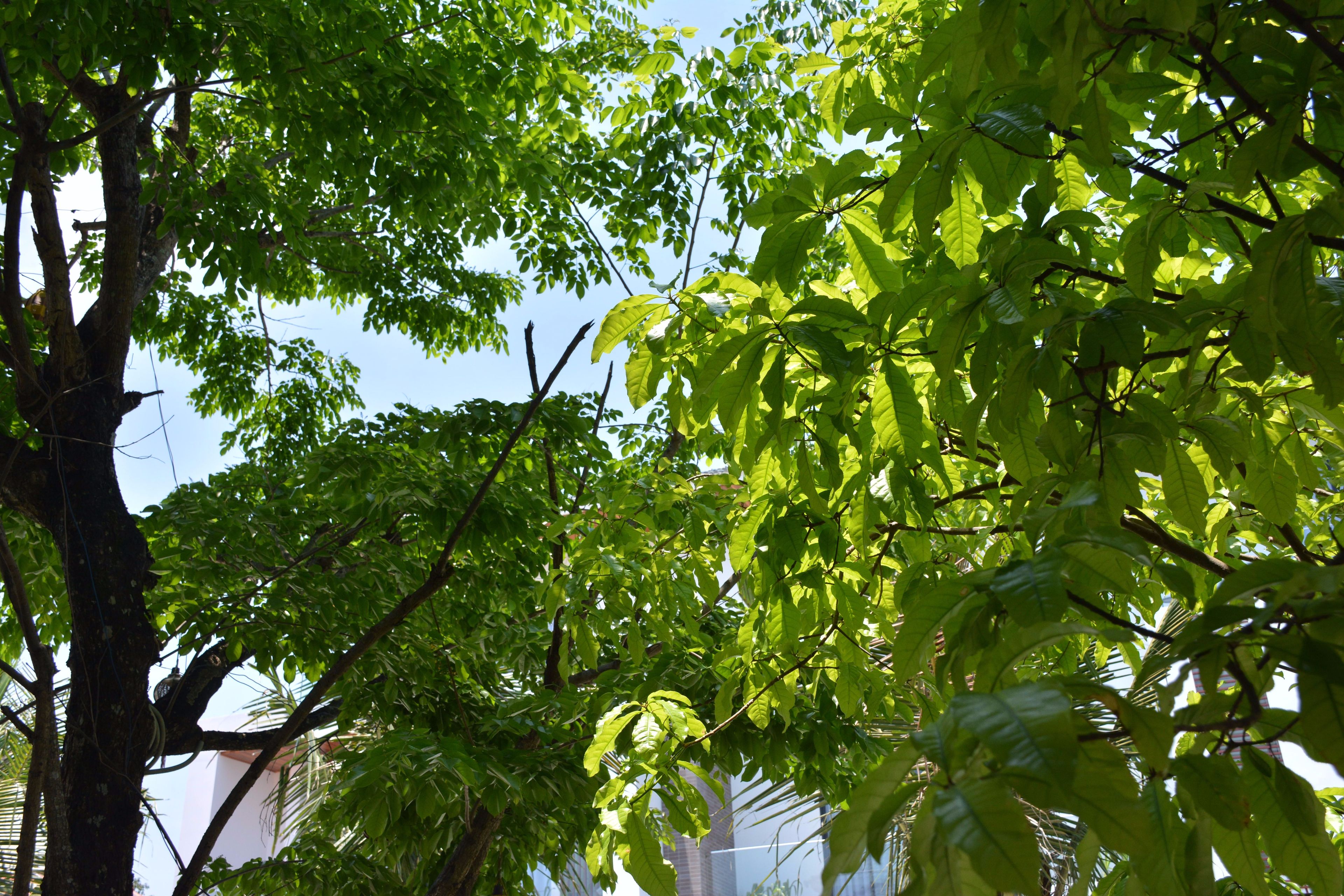 Foto - Hoi An Reverie Villas