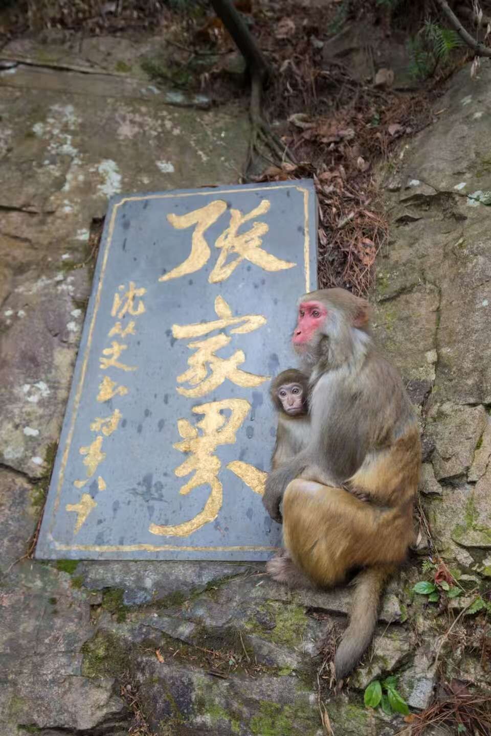 A stone tablet with inscriptions, a monkey sitting on it, and a small monkey on its back.