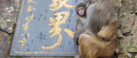 A stone tablet with inscriptions, a monkey sitting on it, and a small monkey on its back.