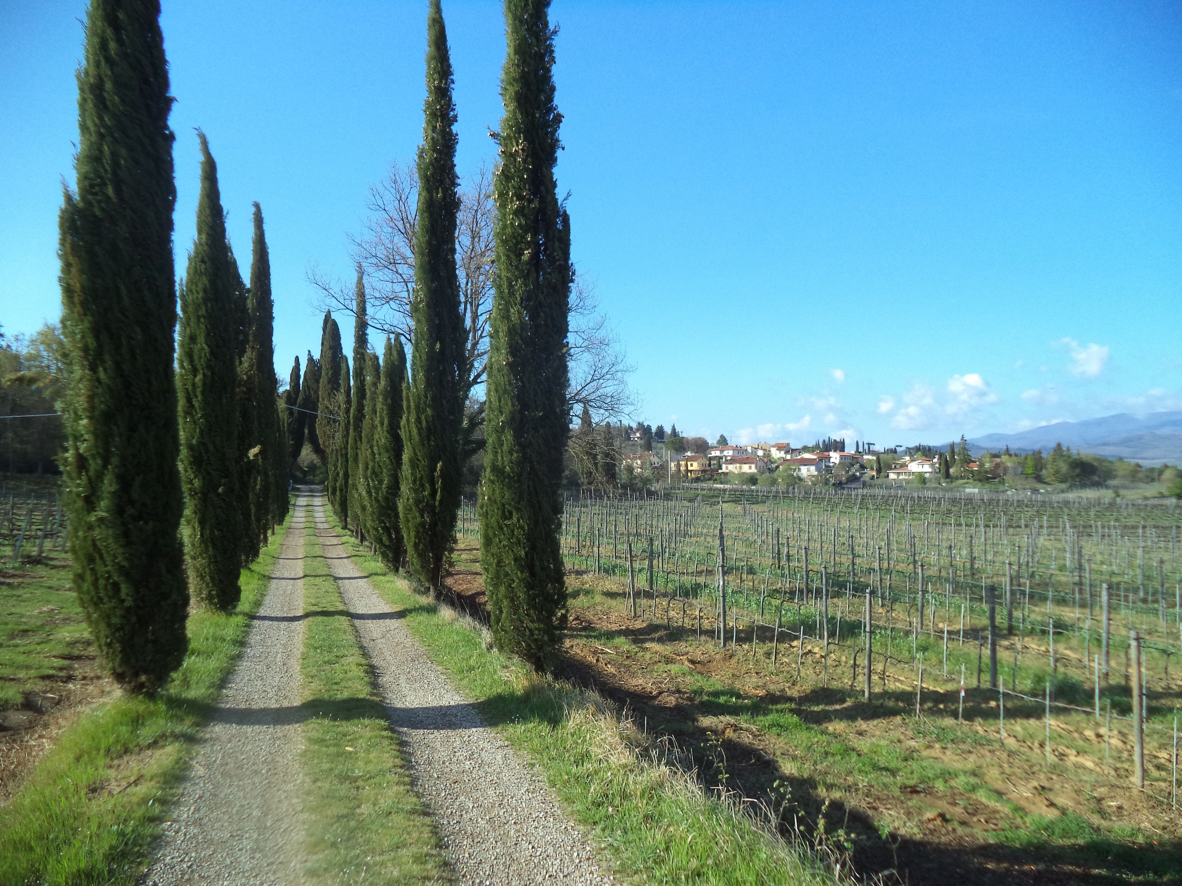 Une route de campagne bordée de cyprès imposants, qui mène à un vignoble et à un village situé au loin.