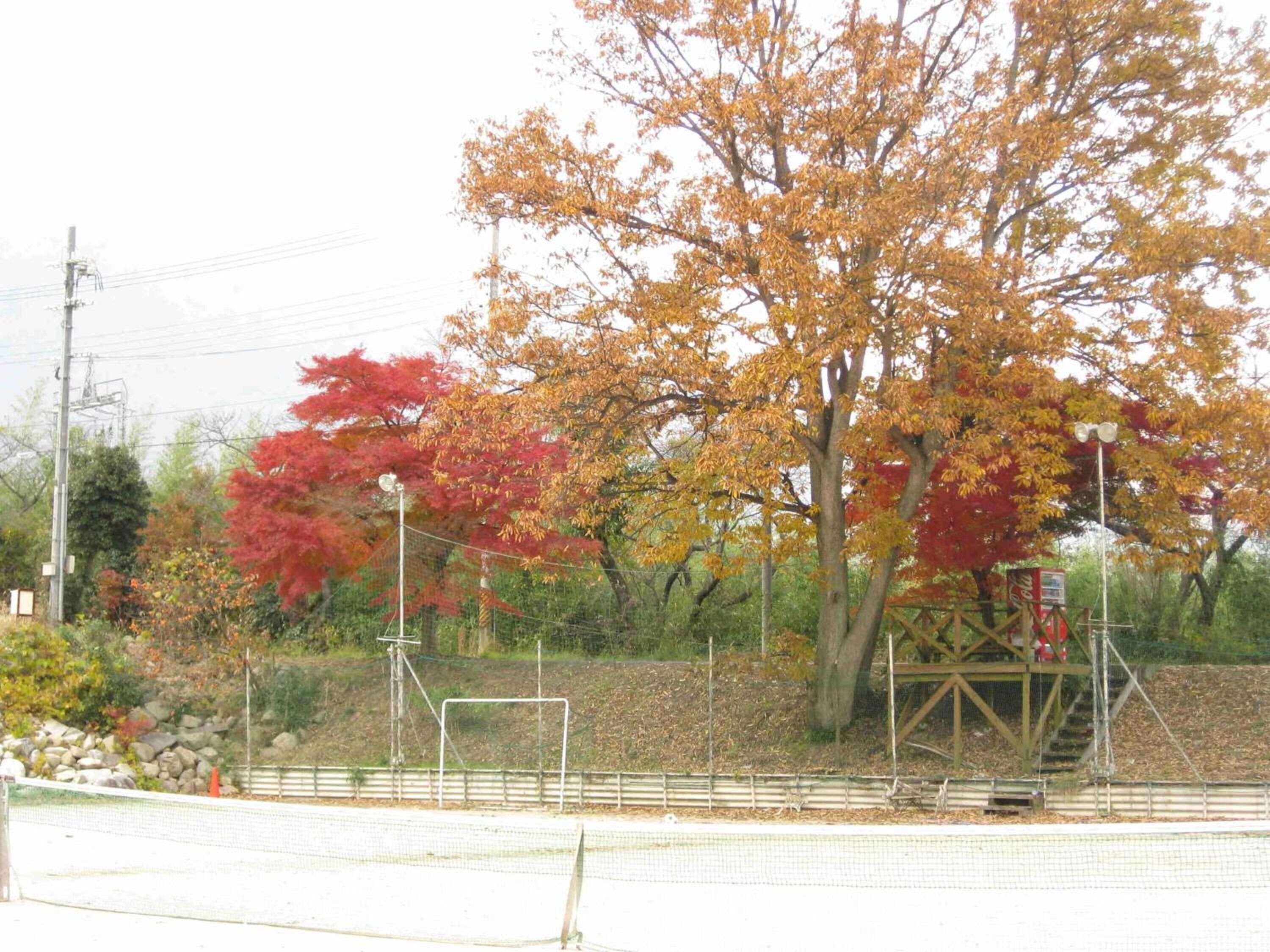 A fenced area with trees displaying autumn foliage, a wooden structure, and a utility pole.