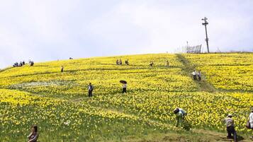A field of yellow flowers with people working in it.