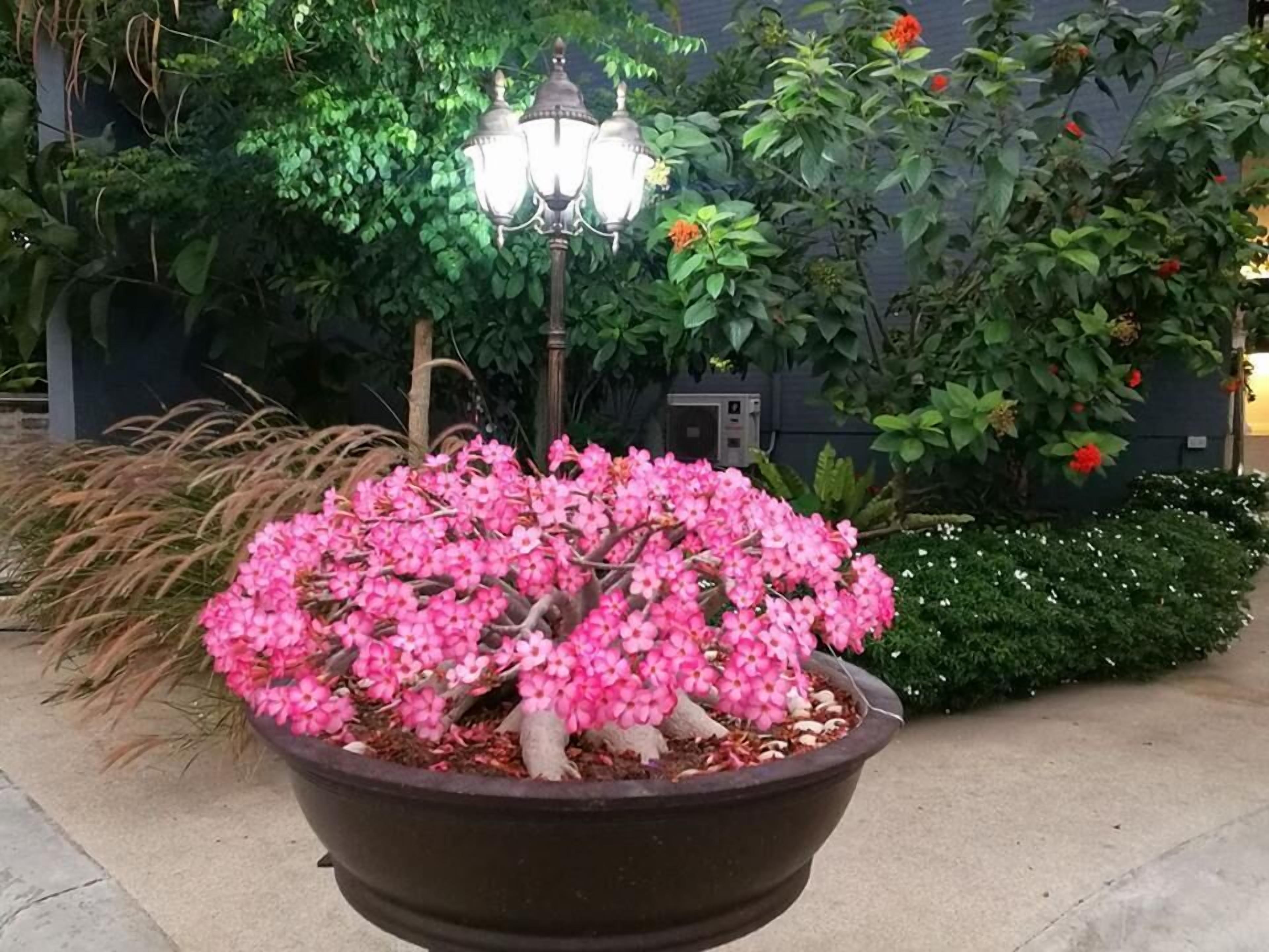 A potted pink flowering plant in a large container, with a street lamp and greenery in the background.
