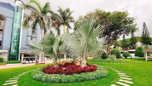 Un jardin aménagé avec des palmiers, un parterre central et un chemin pavé.