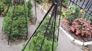 Un jardín con varias plantas verdes en estructuras de alambre negro.