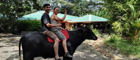 Duas pessoas cavalgam um boi preto por um caminho de cascalho, com vegetação e uma casa ao fundo.