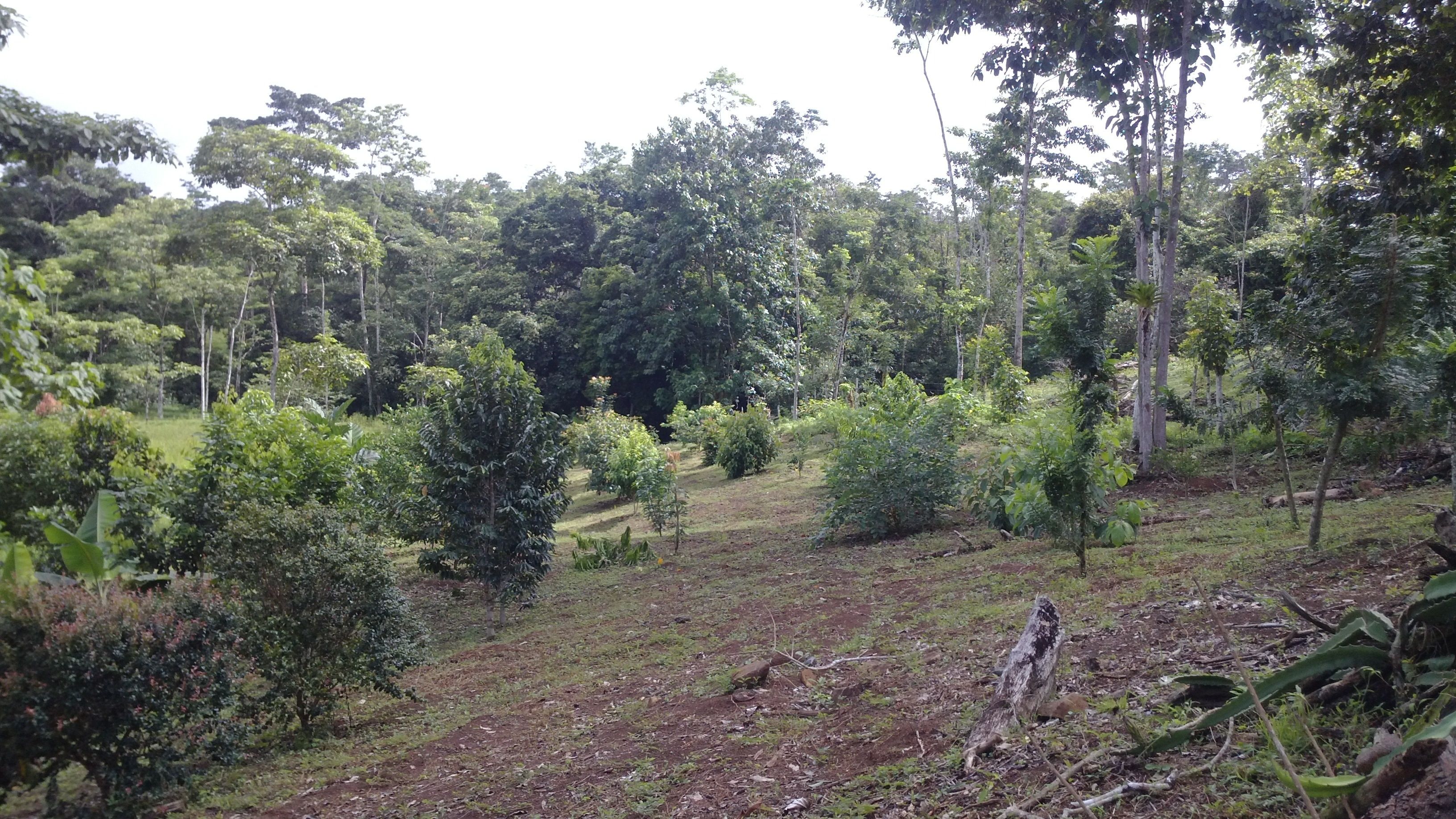 A natural landscape with dense trees and a dirt path.