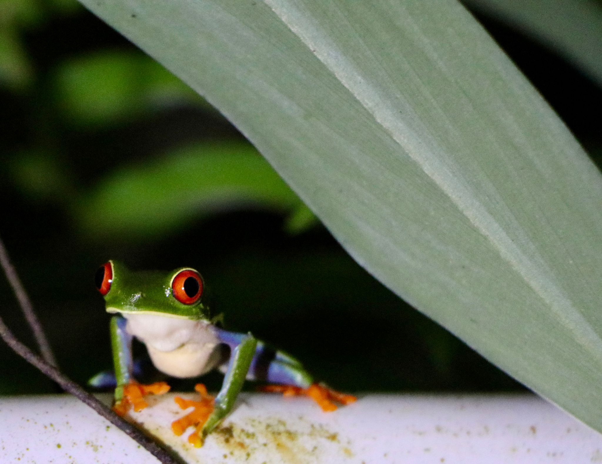 A frog on a white surface with green foliage in the background.