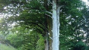 A wooden deck leading to a stone pathway surrounded by trees. - Rock Mill (Llandysul)