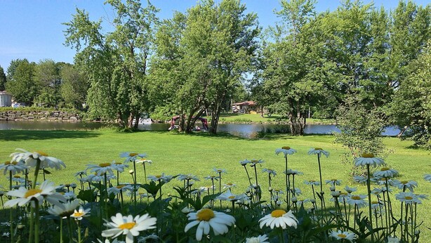 Un parc avec un étang, de l’herbe verte et des fleurs blanches au premier plan.