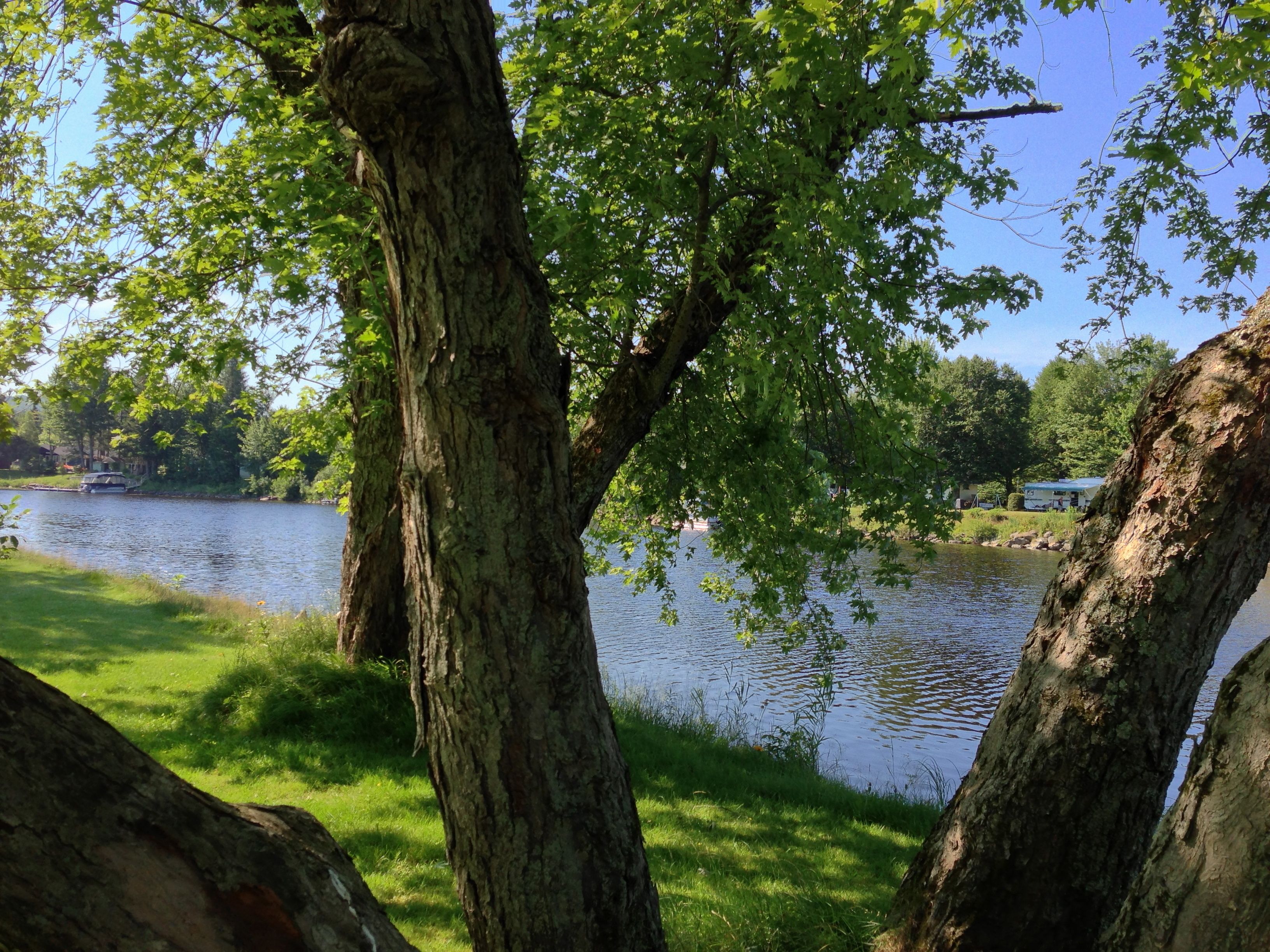 Una vista tranquila de un lago rodeado de árboles y un cielo despejado.