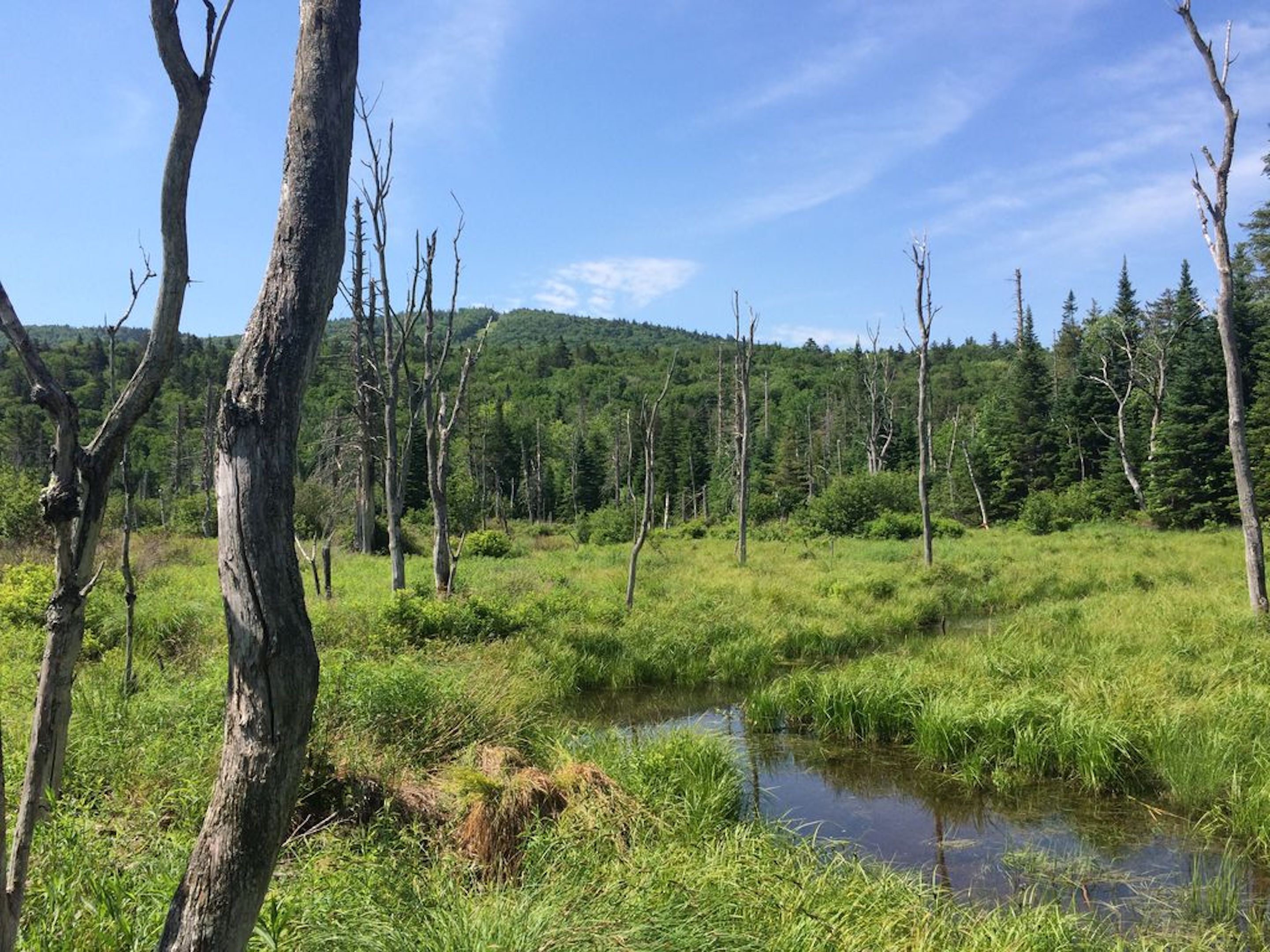 Un paisaje natural con un estanque, árboles y un bosque al fondo.