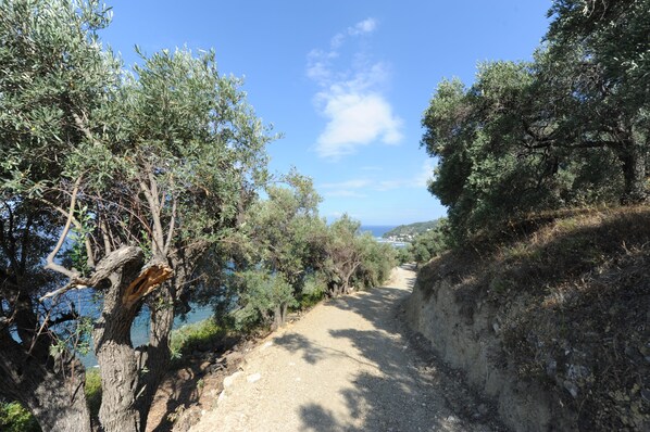 Estret camí de terra salvatic entre oliveres i arbustos, que condueix cap a un cos d'aigua i les muntanyes a la distància.