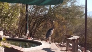 A bird near a pond with a stone statue and a shaded area. - Beautiful home with pool, private, close to UA & Downtown, arts. Great prices! (Tucson)