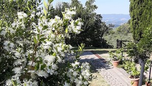 A garden with white flowers and a paved path leading to a wooden structure.