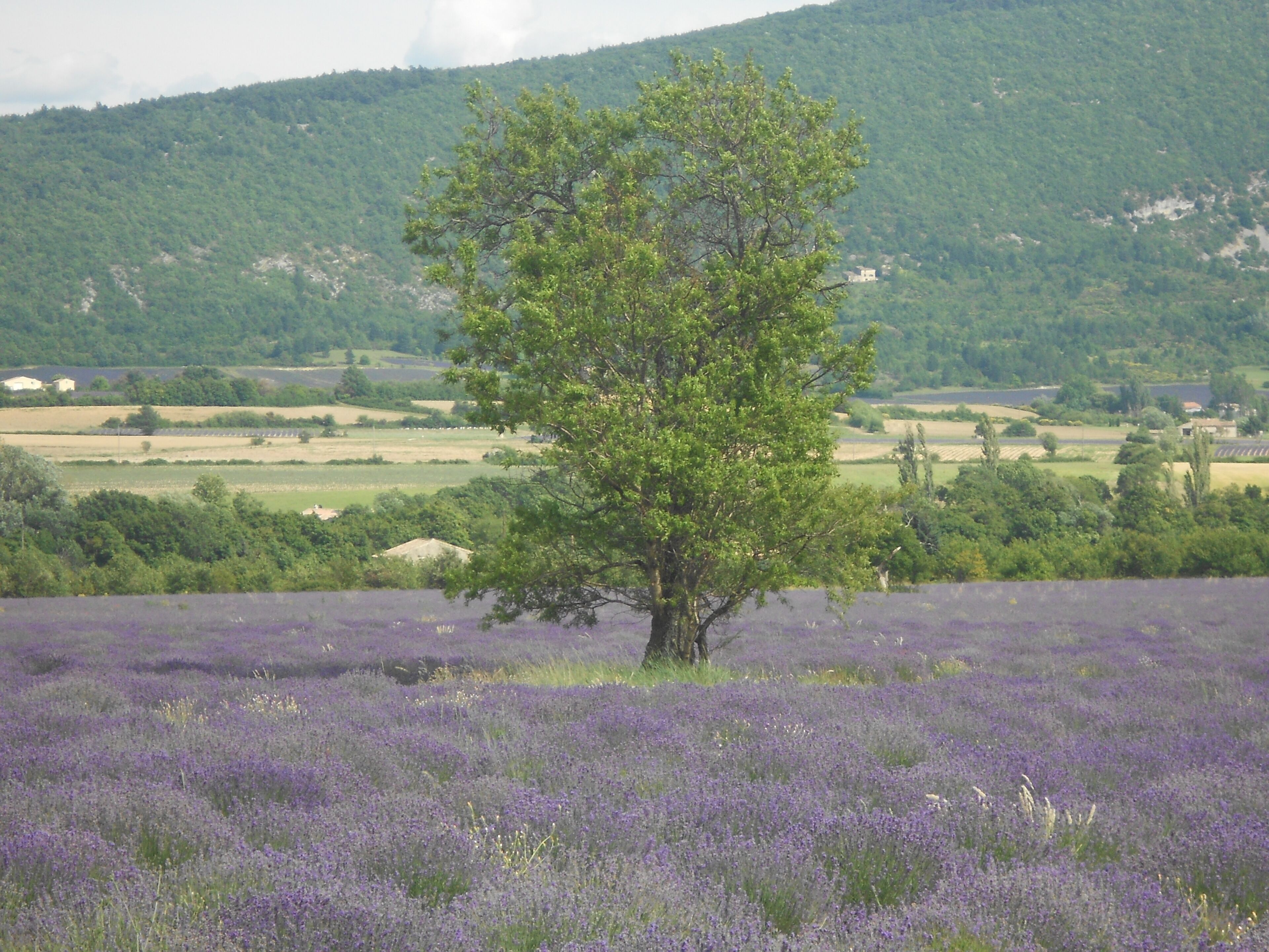 A tree in a field of lavender with a hilly landscape in the background.