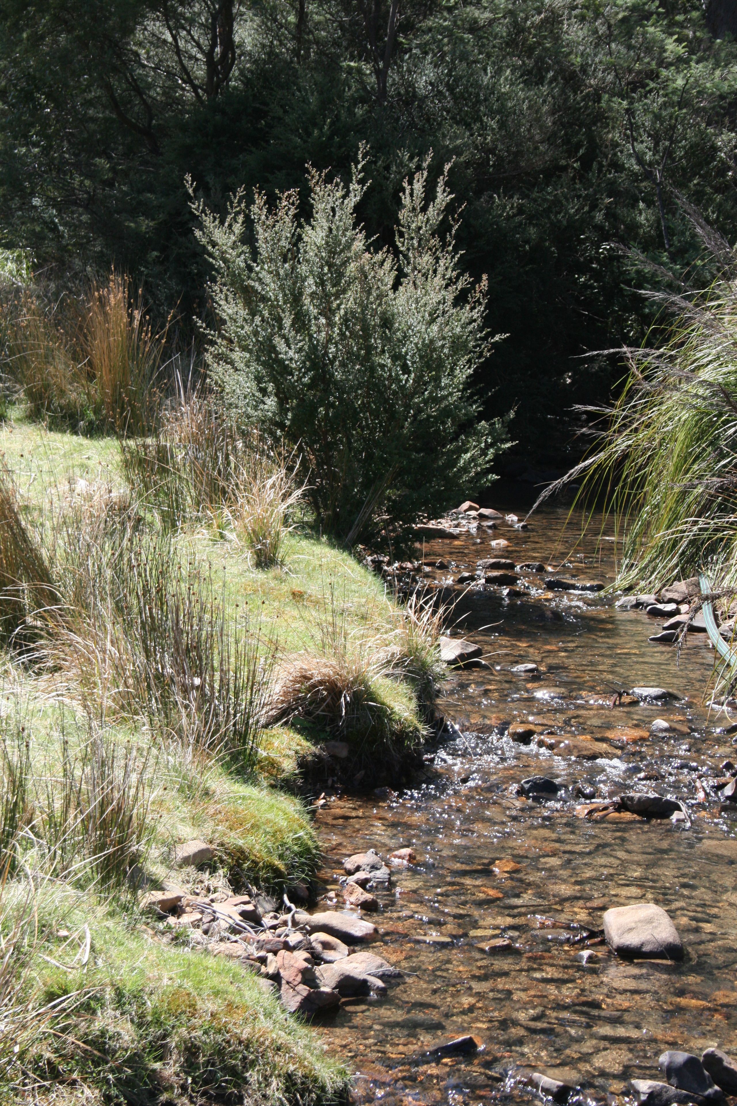 A natural stream with rocks and grass.