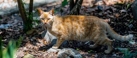 Un gato atigrado caminando sobre el suelo del bosque, entre rocas y hojas.