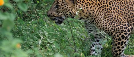 A leopard walking through dense green foliage.