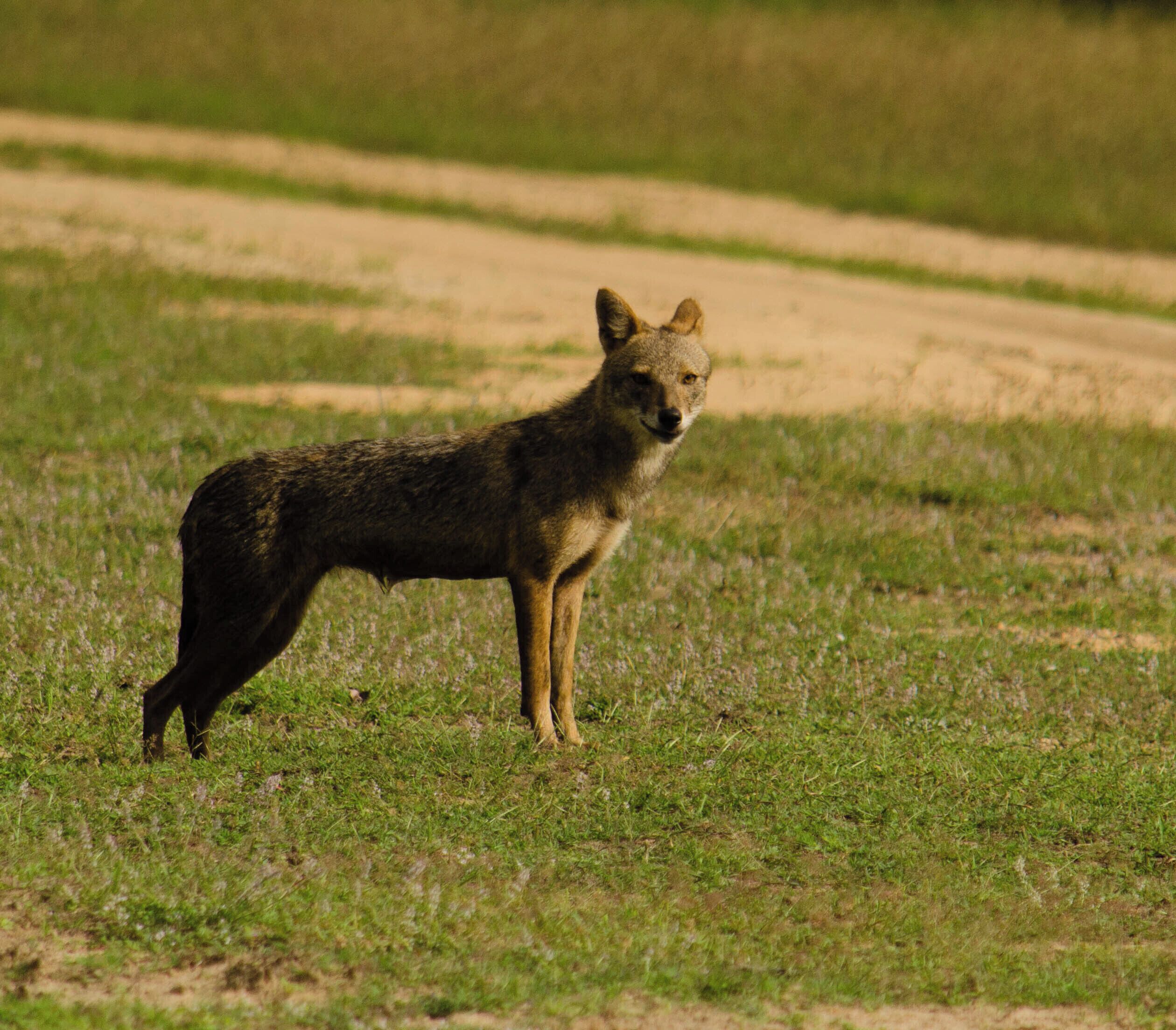 A wild dog standing in a grassy field.