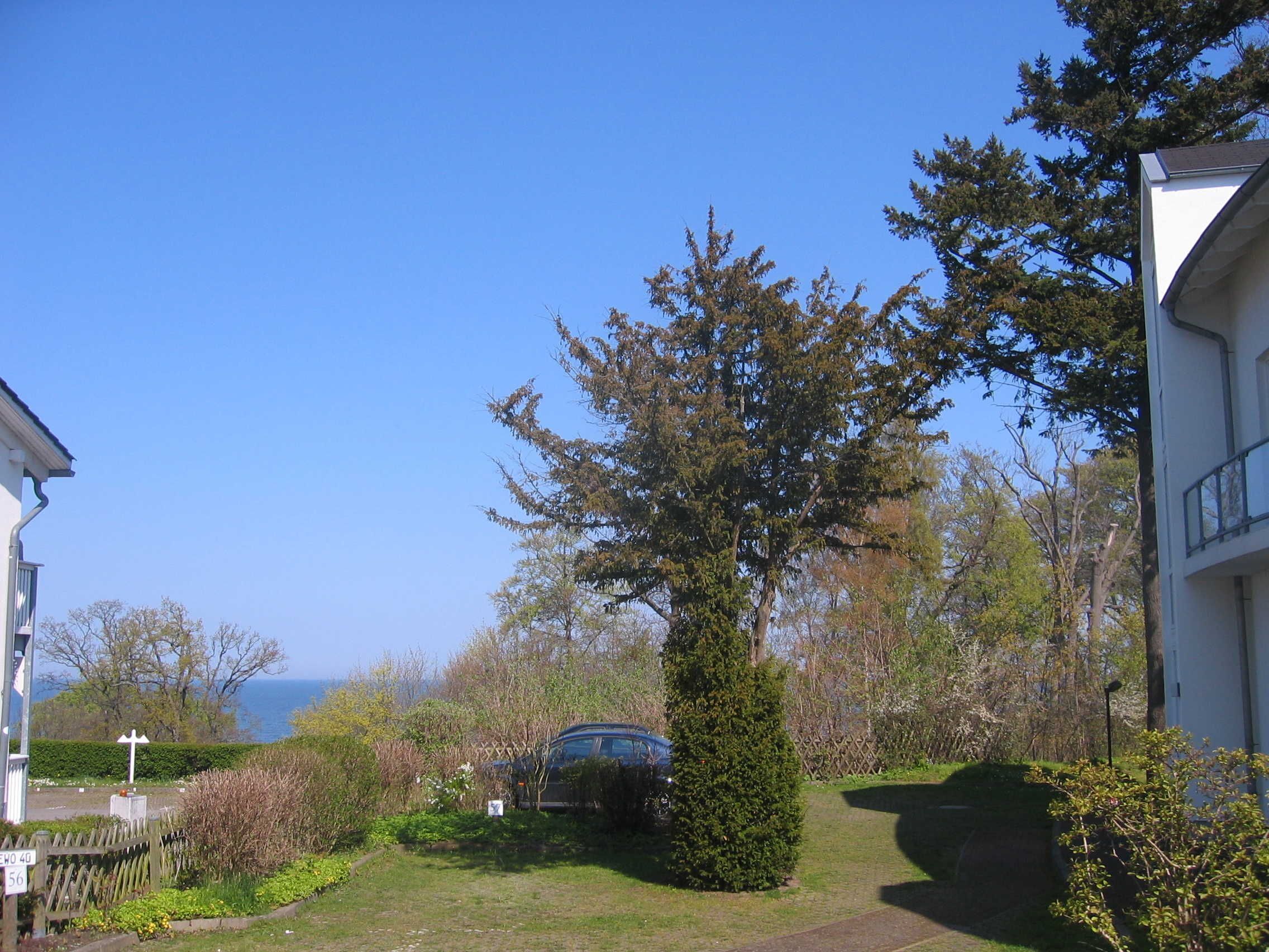 A residential area with a large tree, a parked car, and a view of the sea.