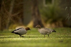 Property grounds - Bushland (Halls Gap)