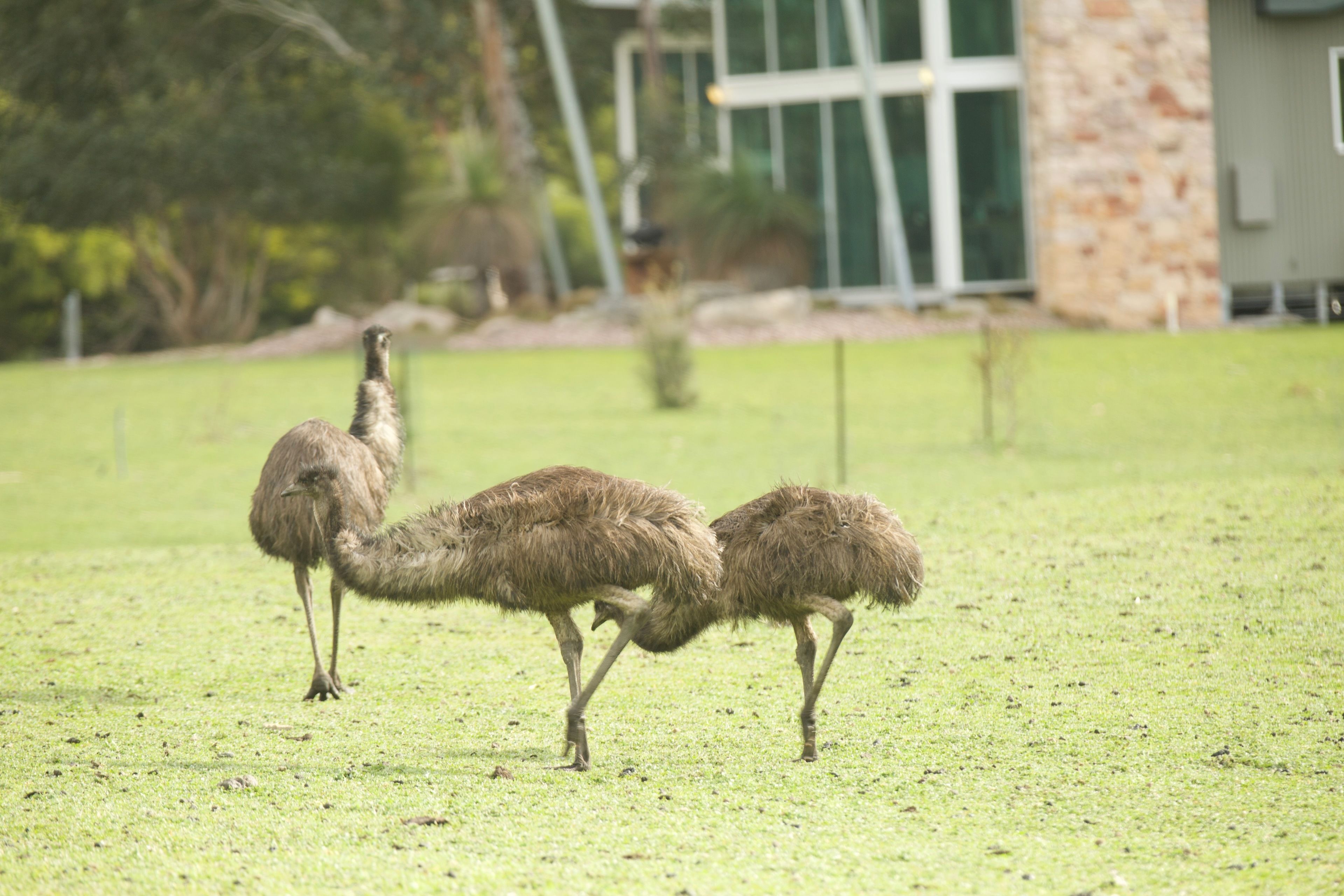Two emus walking on a grassy field with a building in the background.
