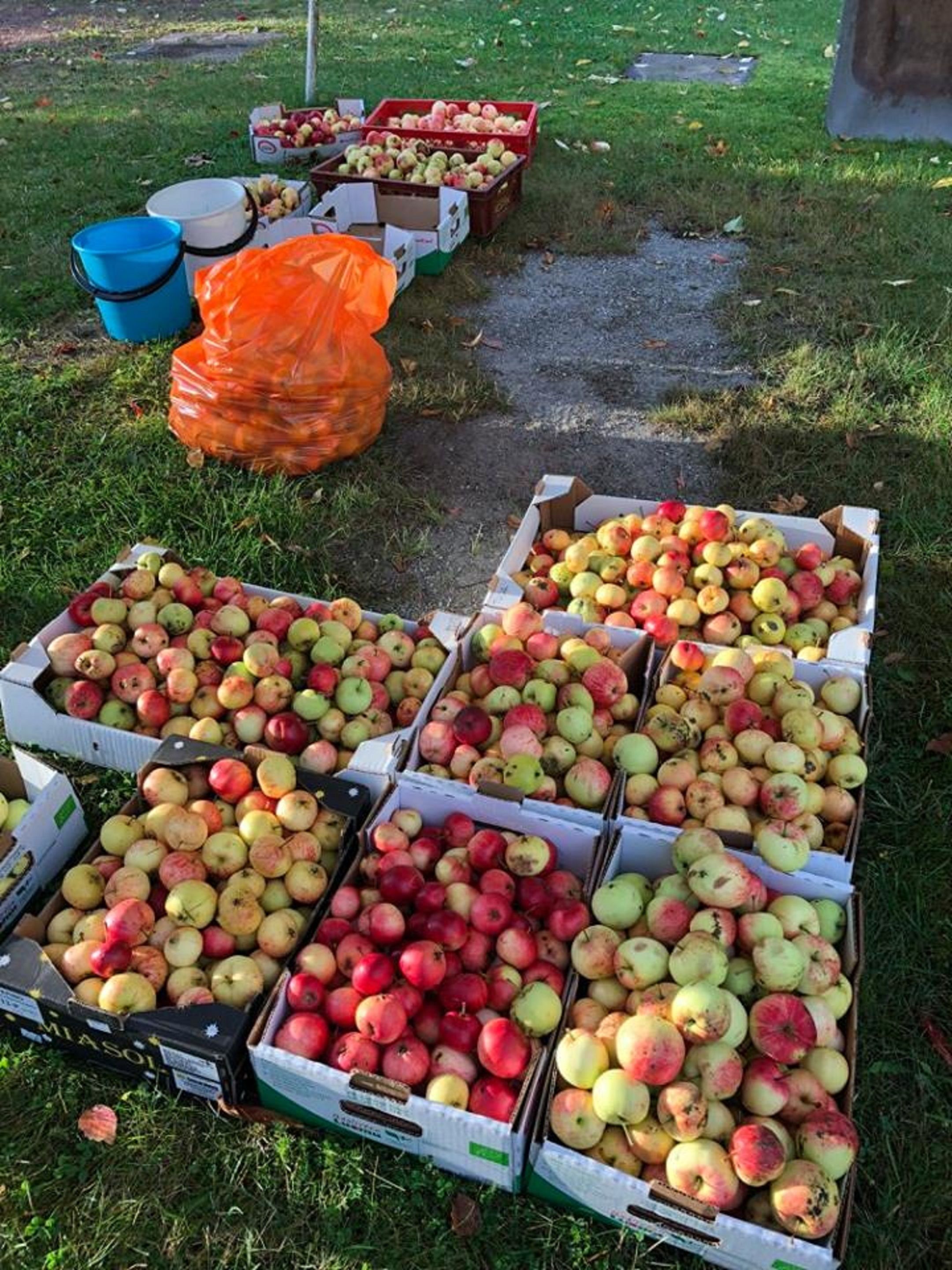 Plusieurs caisses de pommes disposées sur l’herbe.